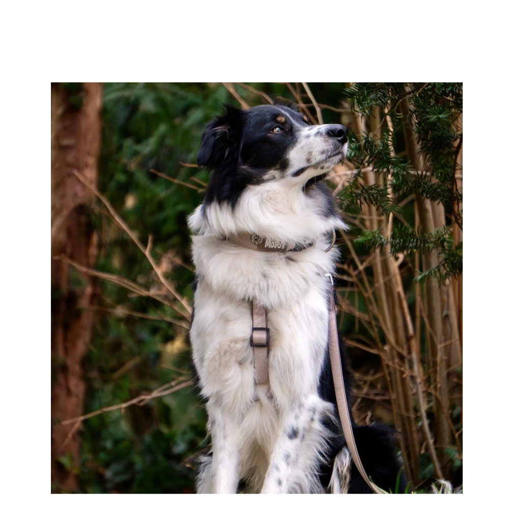 Leash - Matrix 2.0 Sand - M - 120cm