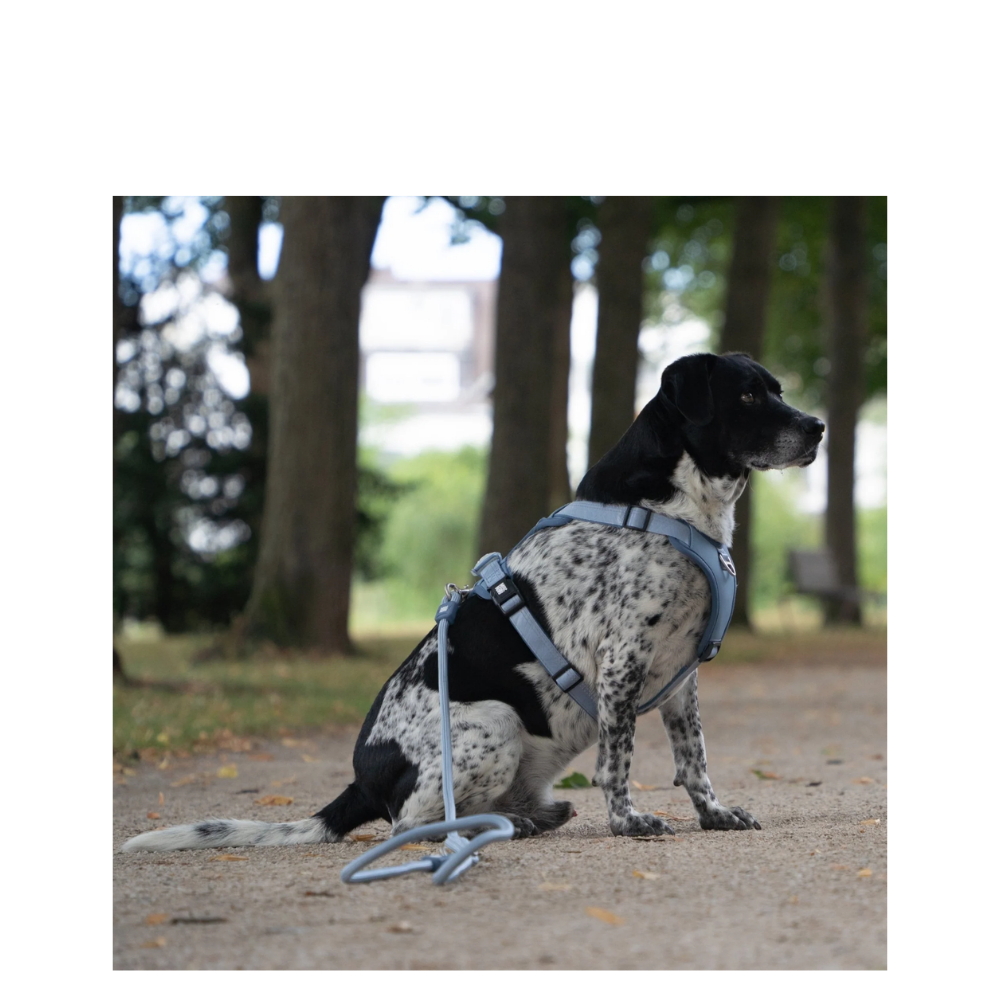 Sport Harness - Matrix 2.0 Ocean - M