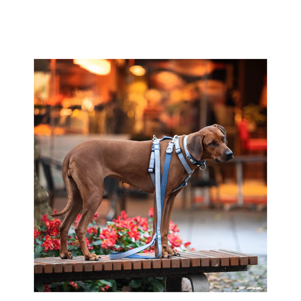 Multi-Function Leash - Matrix 2.0 Ocean - M/L