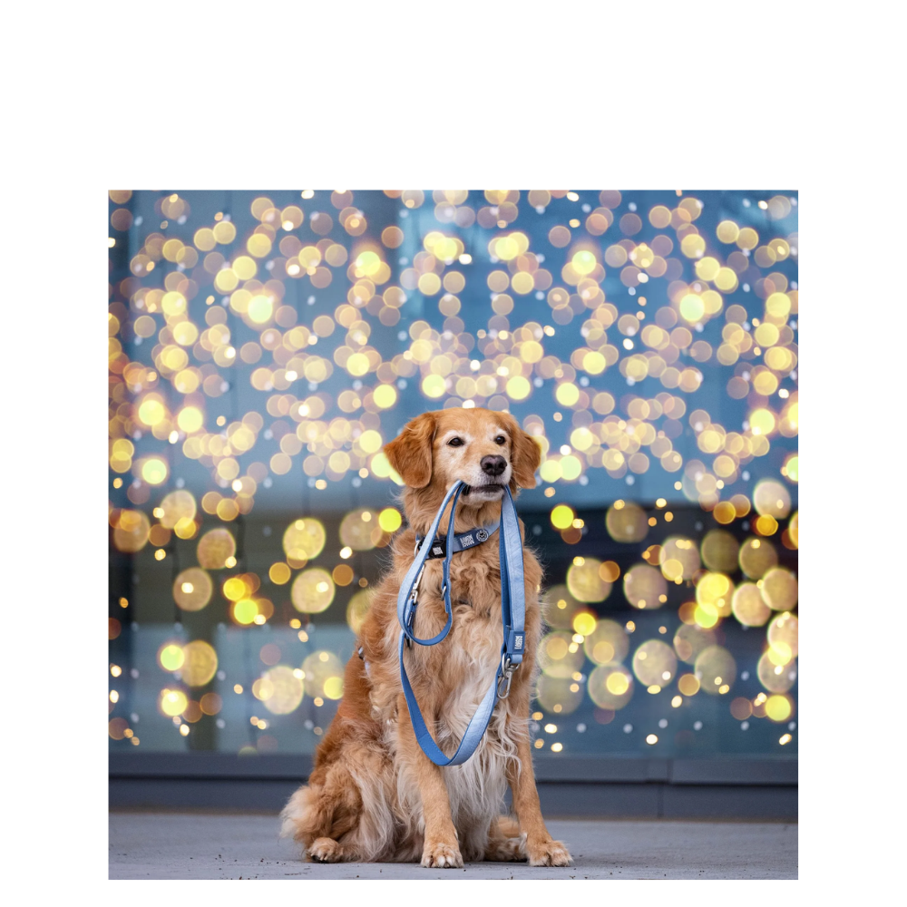 Multi-Function Leash - Matrix 2.0 Ocean - M/L
