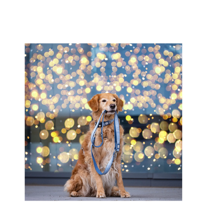 Multi-Function Leash - Matrix 2.0 Ocean - M/L