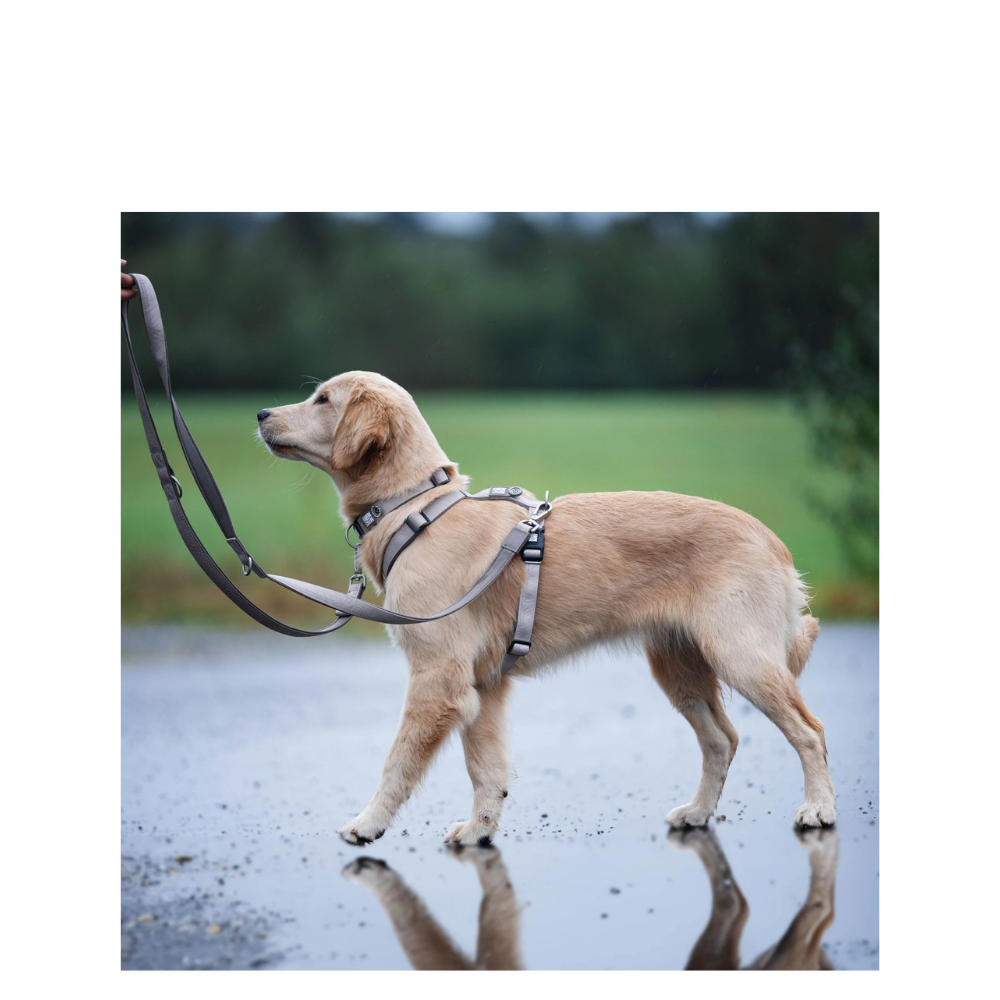 Smart ID Collar - Matrix 2.0 Sand - XS