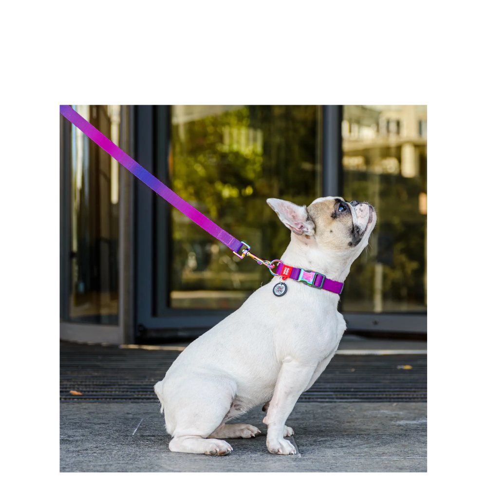 Collar S Gradient Purple