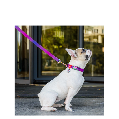 Collar S Gradient Purple