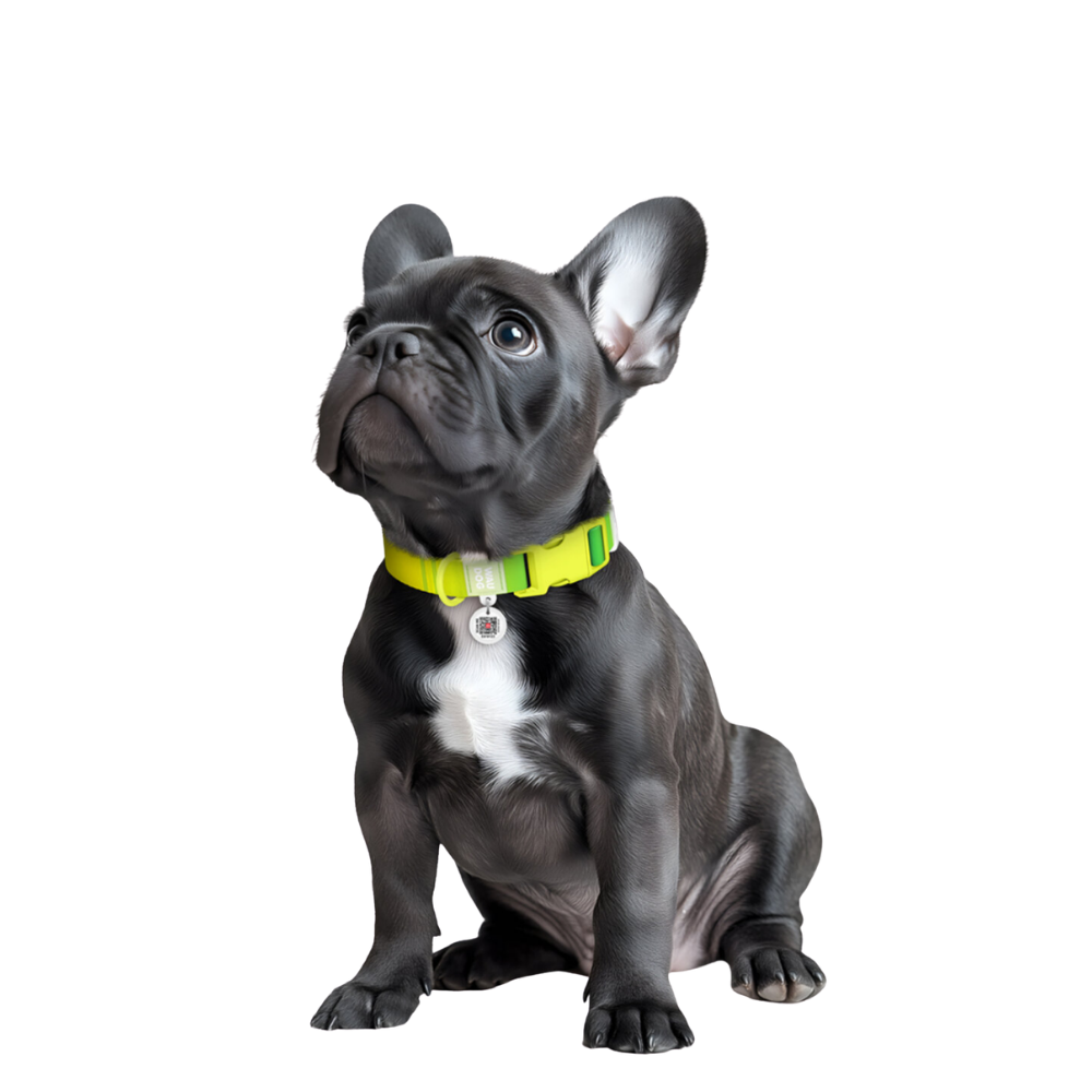 Collar S Gradient Light Green PL