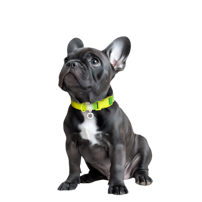 Collar S Gradient Light Green PL
