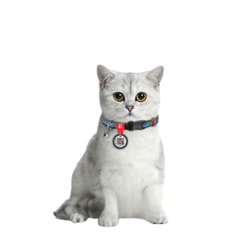 Cat Collar Summer
