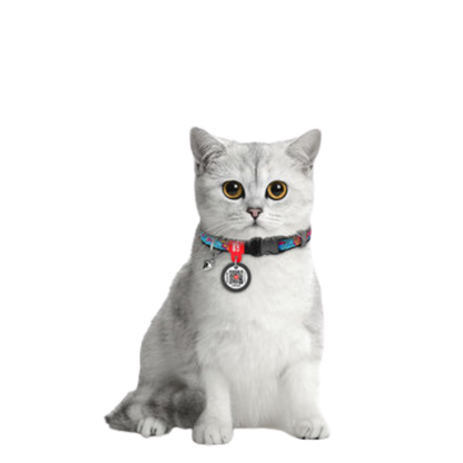 Cat Collar Summer