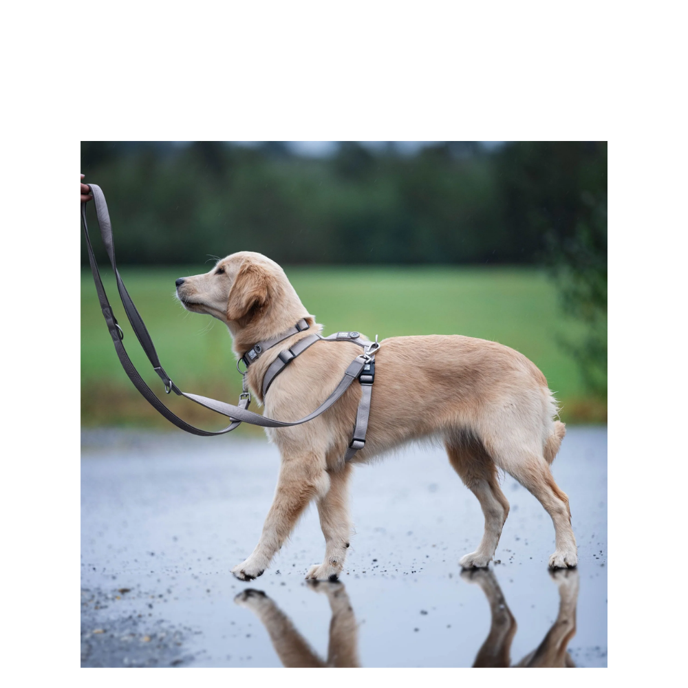 Comfort-H-Harness - Matrix 2.0 Sand - S