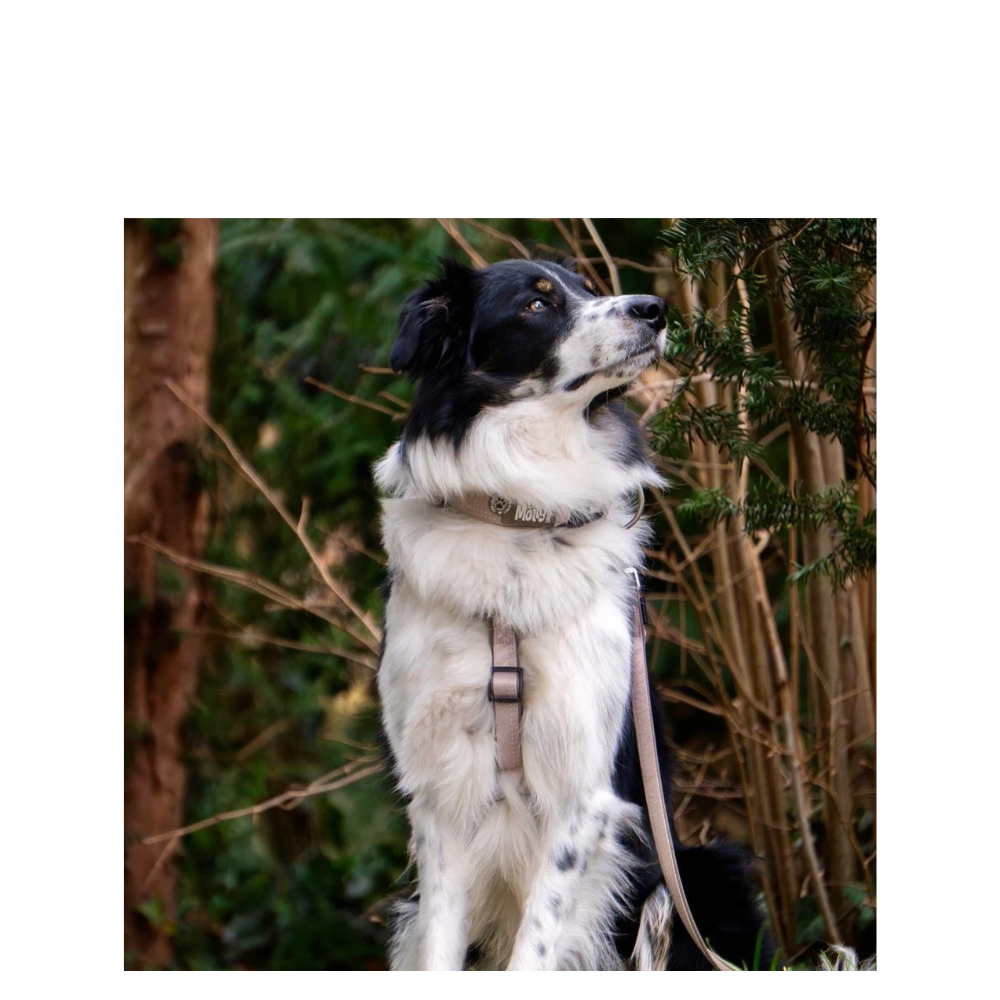 Comfort-H-Harness - Matrix 2.0 Sand - M