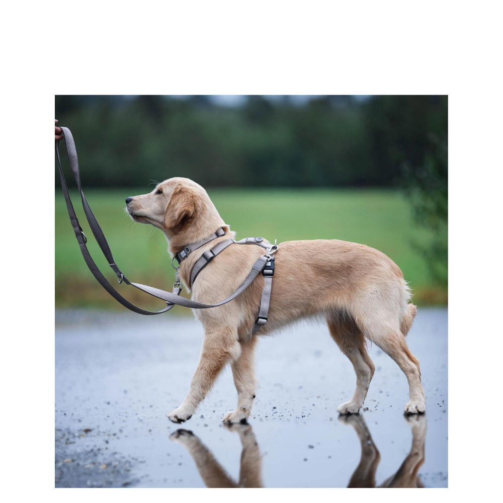 Multi Leash - Matrix 2.0 Sand - XS/S - 200cm