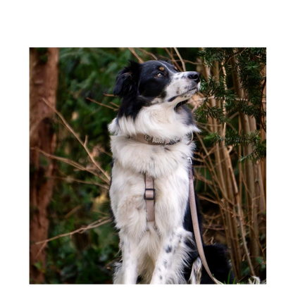 Leash - Matrix 2.0 Sand - XS - 120cm