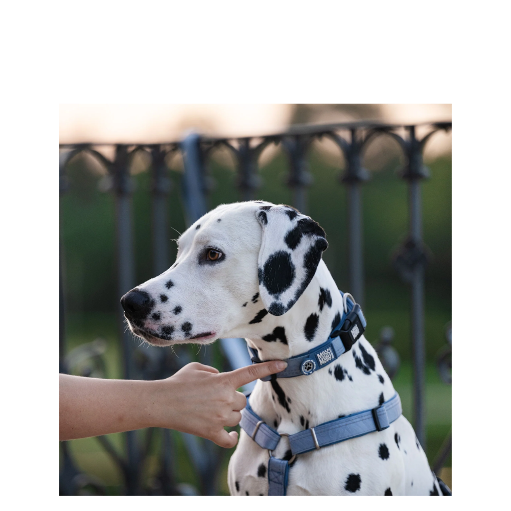 Smart ID Collar - Matrix 2.0 Ocean - L