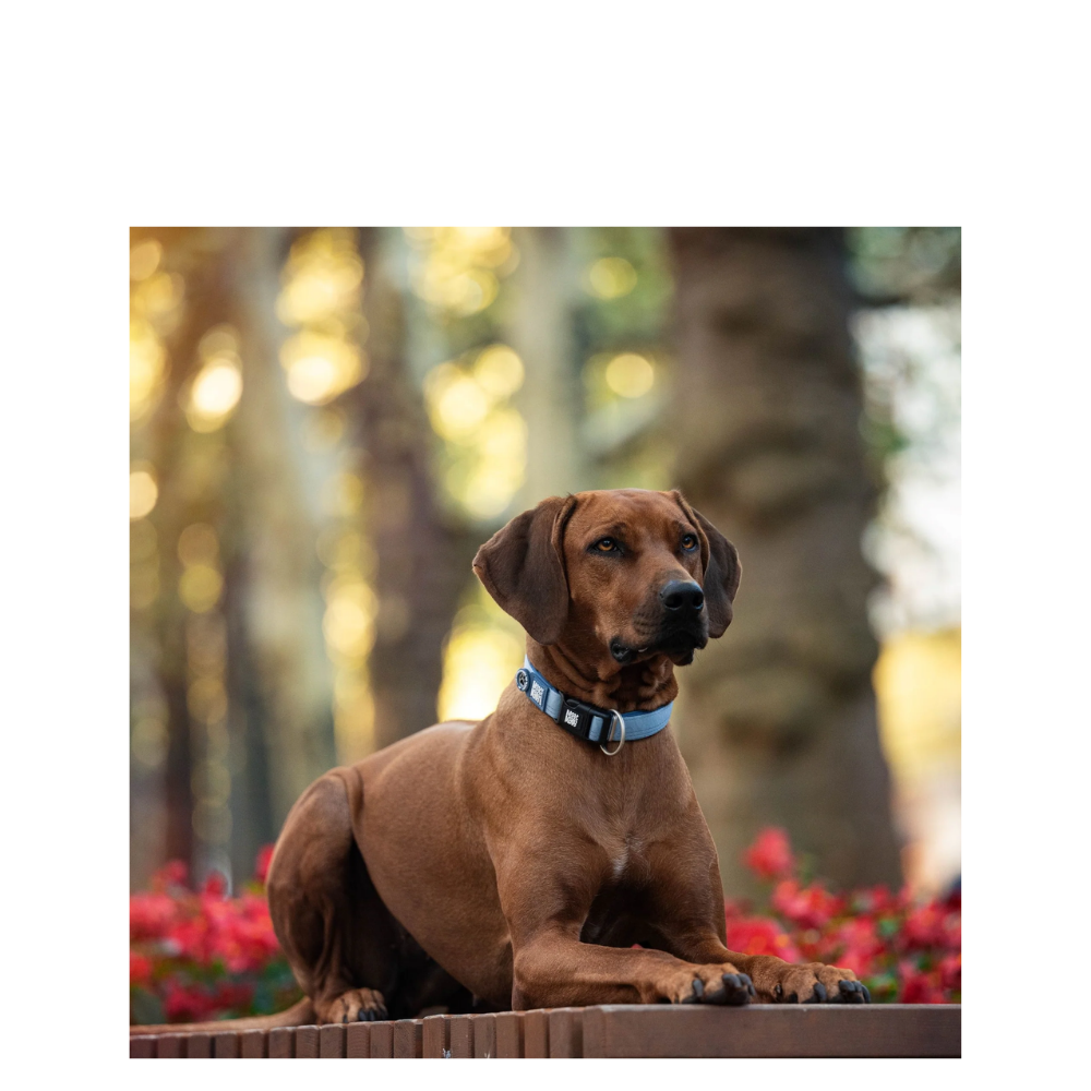 Smart ID Collar - Matrix 2.0 Ocean - L