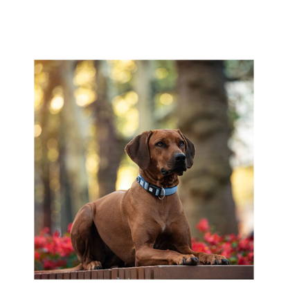 Smart ID Collar - Matrix 2.0 Ocean - L