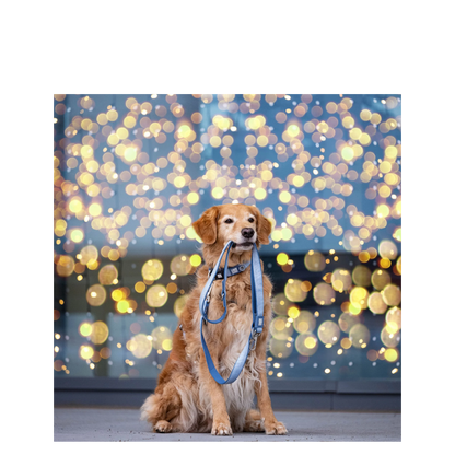 Smart ID Collar - Matrix 2.0 Ocean - L