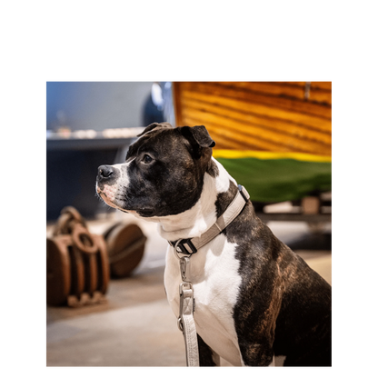 Smart ID Collar - Matrix 2.0 Sand - XS