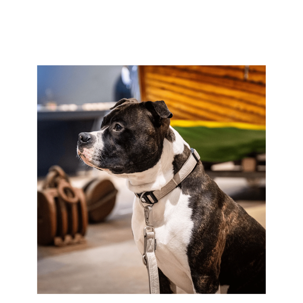Smart ID Collar - Matrix 2.0 Sand - S