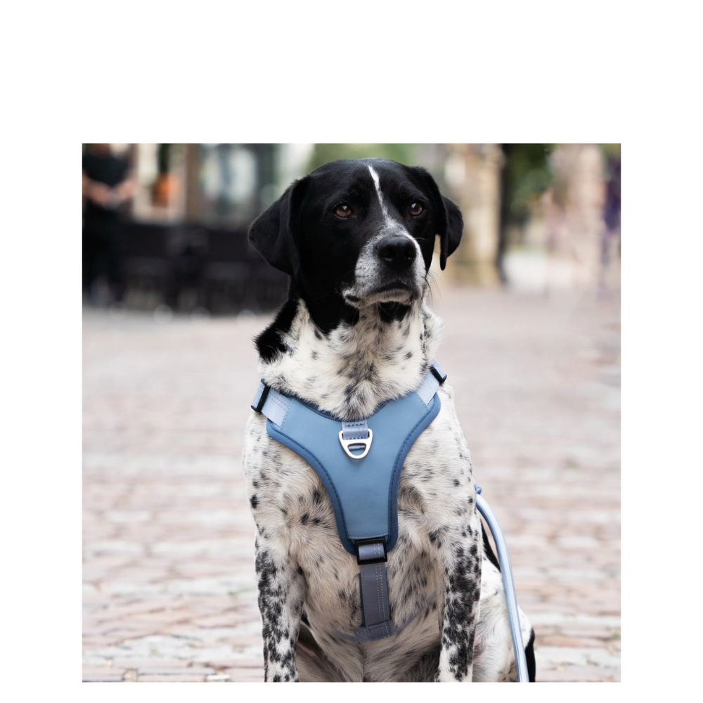 Sport Harness - Matrix 2.0 Ocean - L