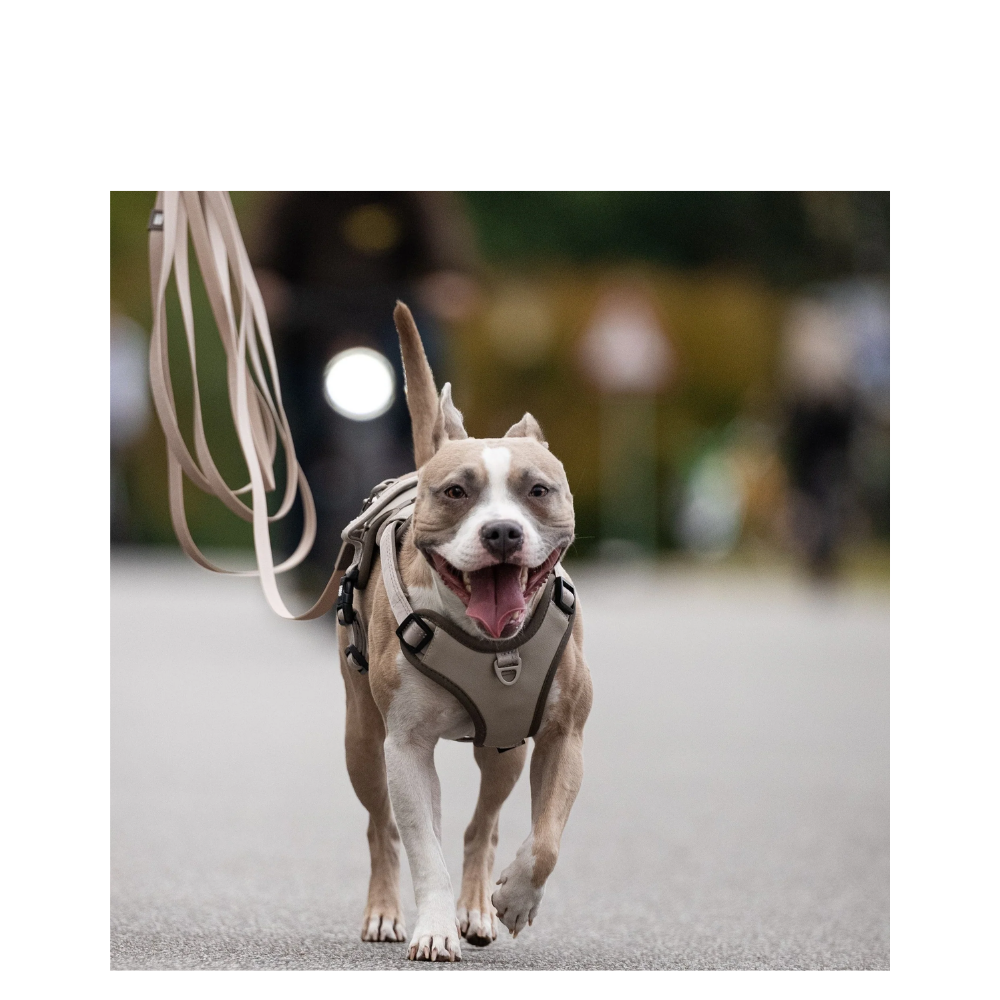 Sport Harness - Matrix 2.0 Sand - M