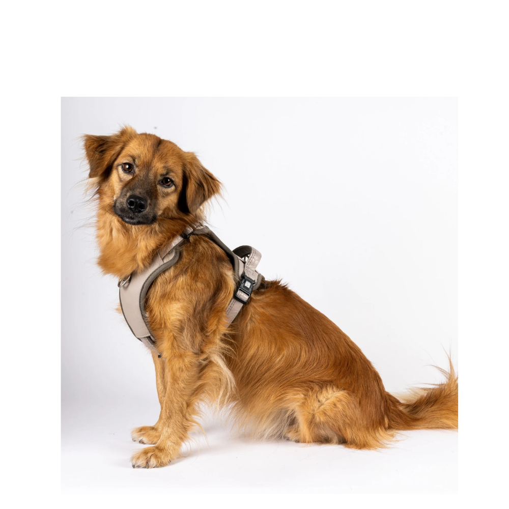 Sport Harness - Matrix 2.0 Sand - S
